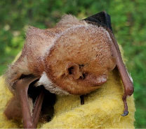 small bat held in a gloved hand