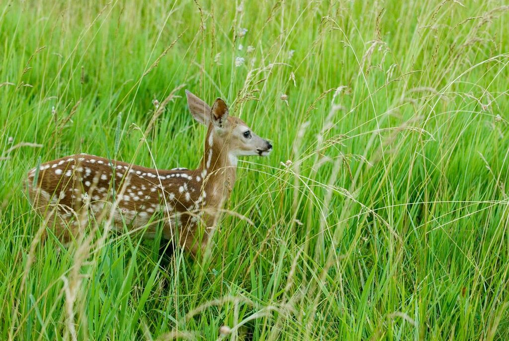 young deer in tall green grass