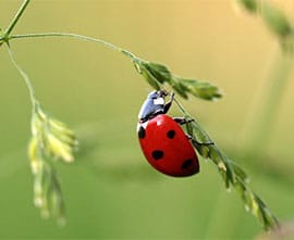 Mini Camp: Lovely Ladybugs