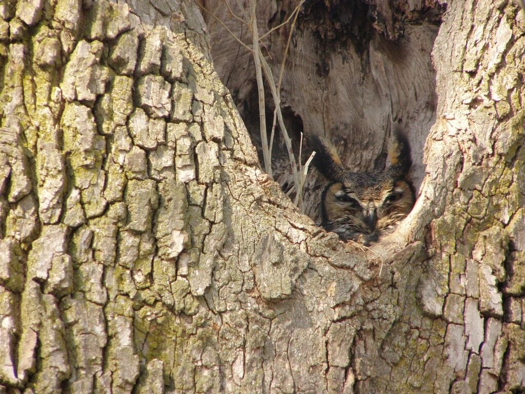 owl sleeping in the nook of a tree