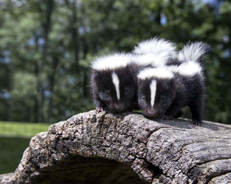 two skunks on a log